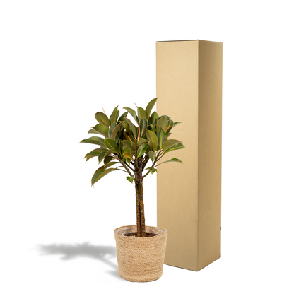 Ficus elastica Melany Stiel + Körbchen Selin - ↨90cm - Ø21cm bei Pflanzfix24