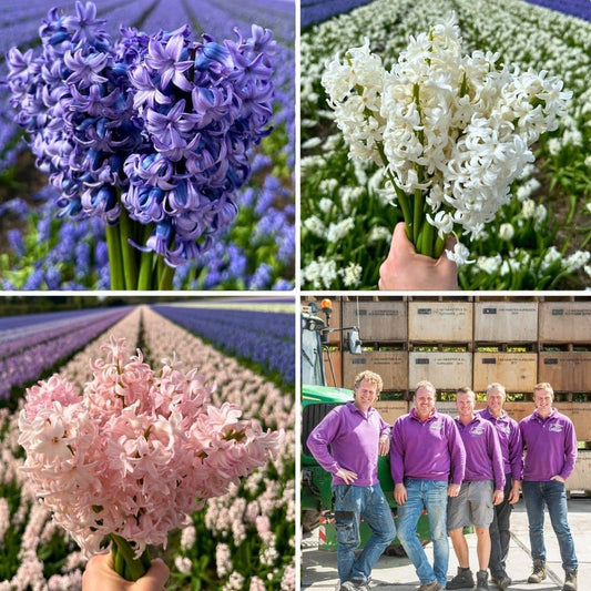 Pflanzfix24 - Hyacint Show Off - 30 Blumenzwiebeln für 1 m² Blumenpracht - Größe 14/15