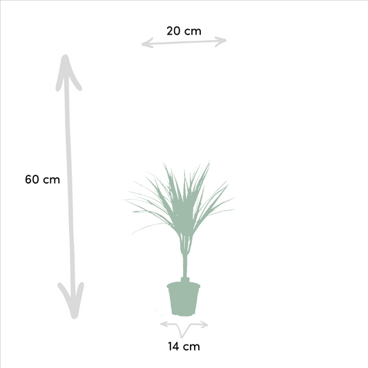 2x Dracaena - ↨60cm - Ø14cm - Pflanzfix24