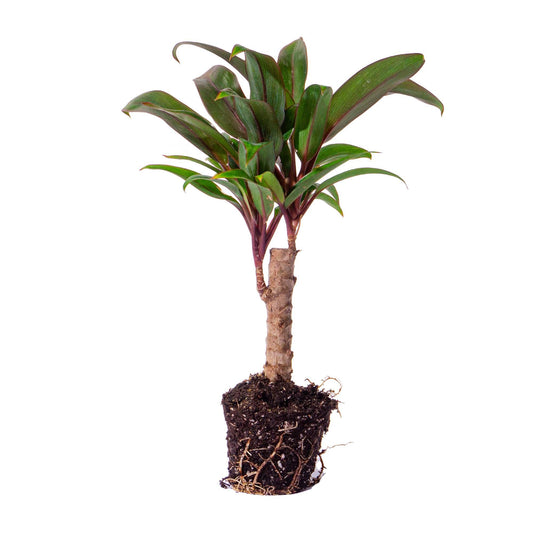 Mini-Palme Cordyline Purple Compacta Ø6cm | Pflanzfix24.de - Pflanzfix24.de