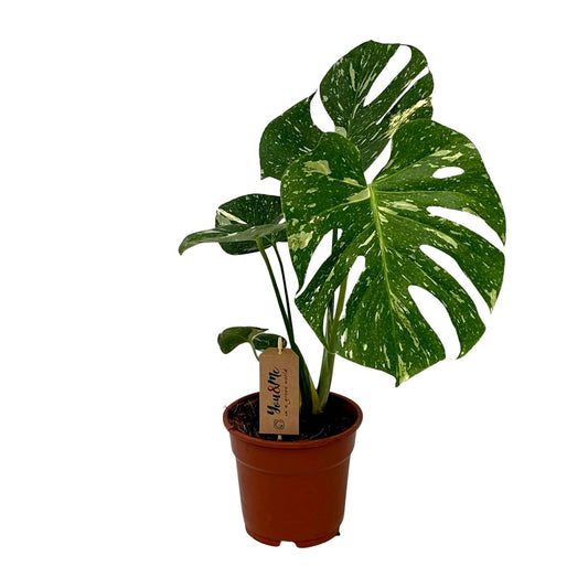 Monstera Deliciosa - Ø17cm - ↕50cm - Pflanzfix24