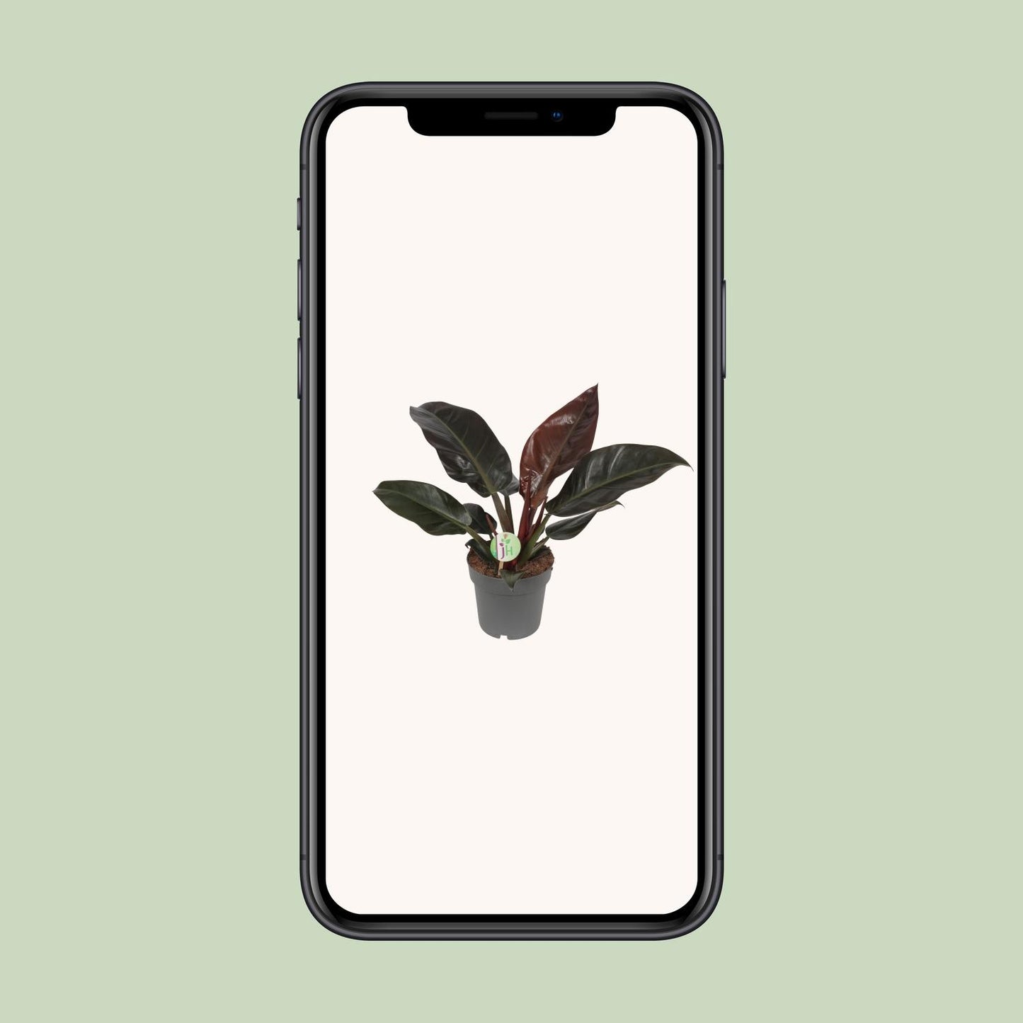 Philodendron Imperial Red - Pflanzfix24