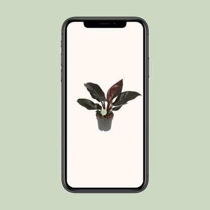Philodendron Imperial Red - Pflanzfix24
