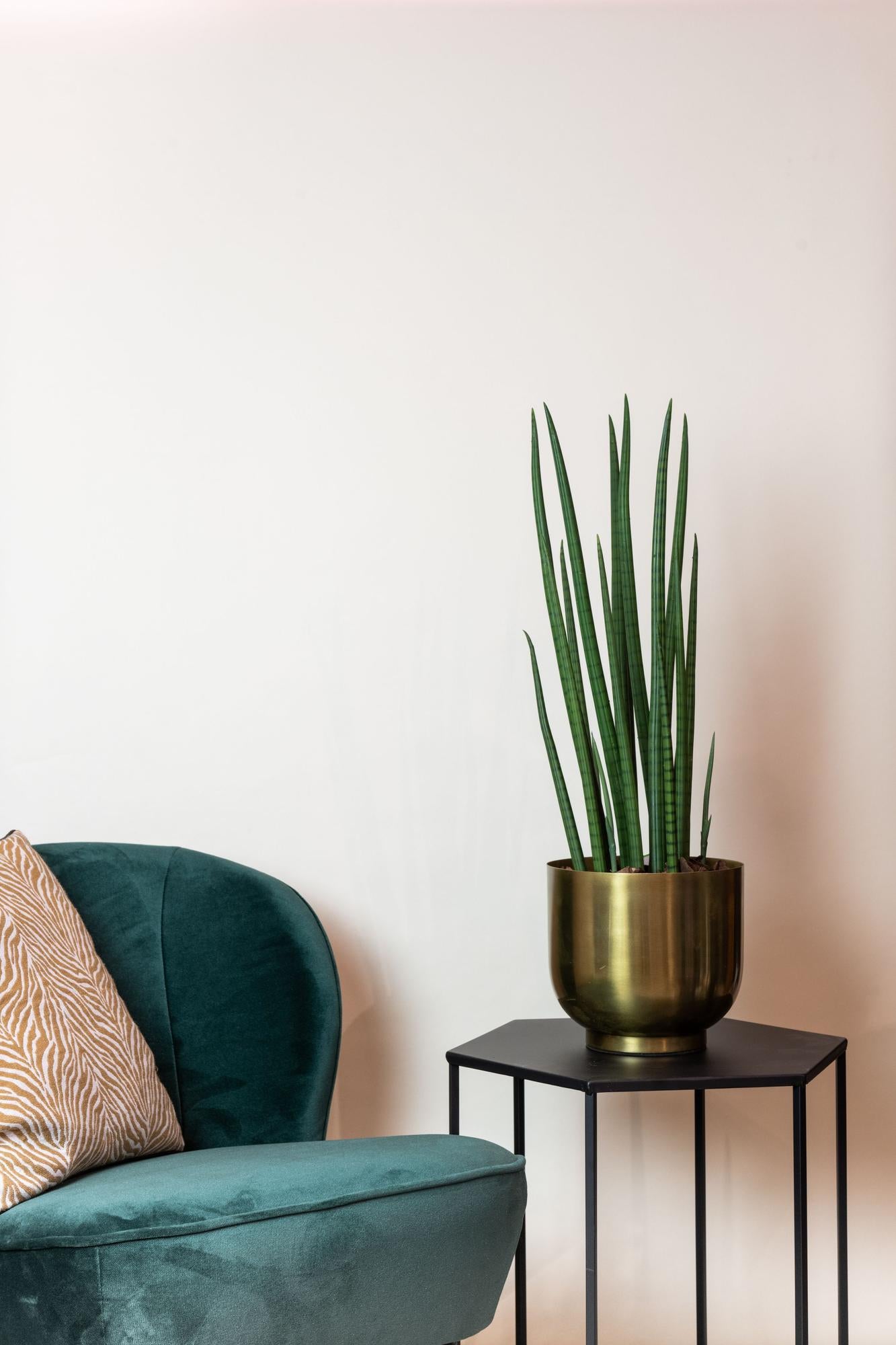 Kunst-Sansevieria Cylindrica 70 cm – Frauenzunge | Pflanzfix24.de - Pflanzfix24.de