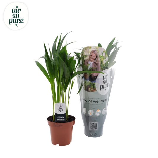 Dypsis Lutescens - Ø12cm - ↕40cm bei Pflanzfix24.de - Pflanzfix24.de