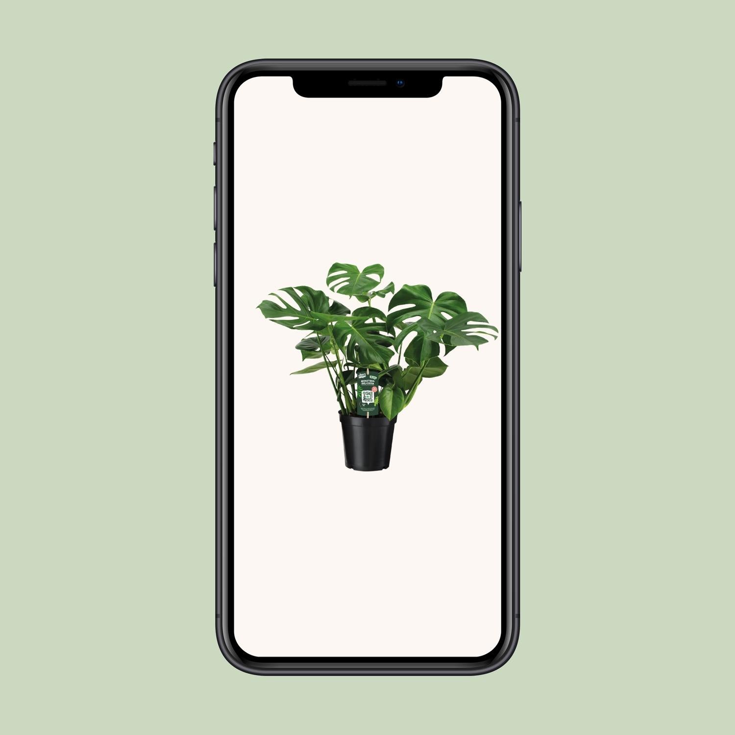 Monstera Deliciosa Ø21cm – 65 cm Zimmerpflanze | Pflanzfix24.de - Pflanzfix24.de