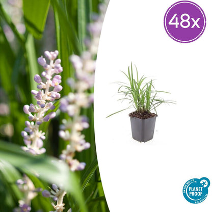 48x Liriope muscari 'Moneymaker' - ↕10-25cm - Ø9cm - Pflanzfix24