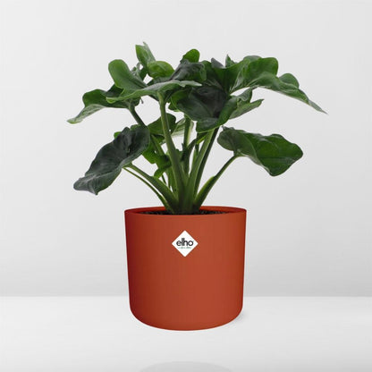 Philodendron Atom in ELHO b.for soft rond 14cm brique - Pflanzfix24