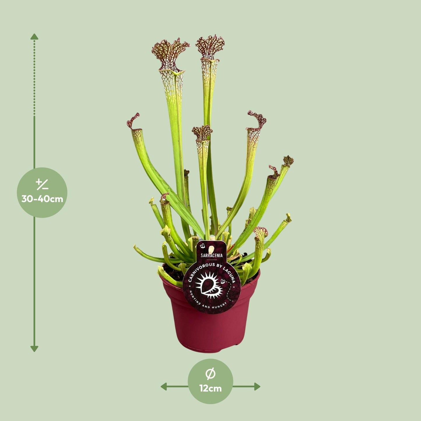 Sarracenia Farnhamii – Fleischfressende Pflanze – Pflanzfix24.de - Pflanzfix24.de