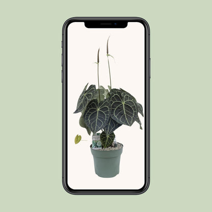 Anthurium Clarinervium - Ø30cm - ↕80cm von Pflanzfix24