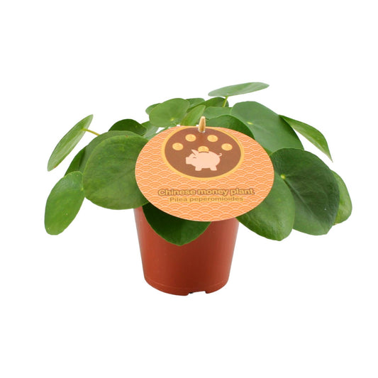 Pilea Peperomioides Ø12cm – Aluminium-Pflanze bei Pflanzfix24.de - Pflanzfix24.de