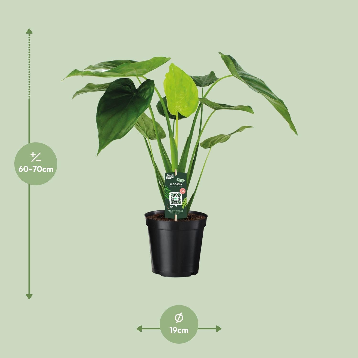 Alocasia Cucullata - Elefantenohr - Ø19cm - ↕55cm bei Pflanzfix24.de - Pflanzfix24.de