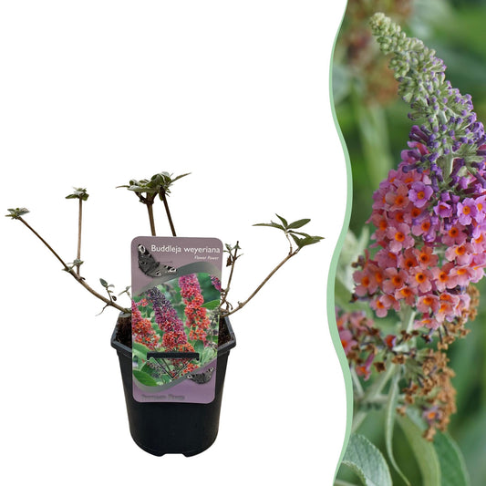 Pflanzfix24.de - Schmetterlingsstrauch - Buddleja davidii Flower Power - Blüte Orange Lila - 1 Pflanze - Laubabwerfend - Schmetterling anziehend - Topf 17cm Höhe 30cm - Pflanzfix24.de