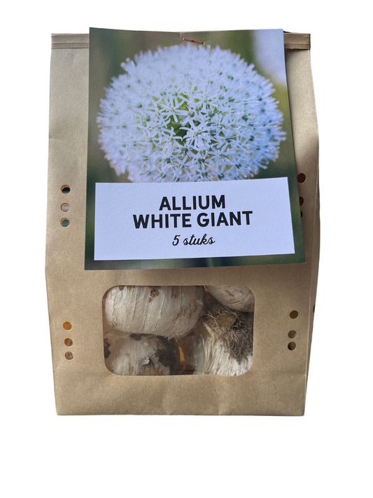 White Giant - Allium bollen 5 stuks bij Pflanzfix24