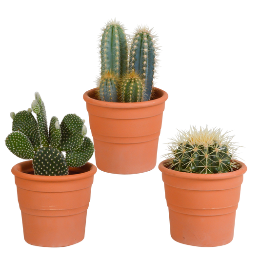 Kakteenmischung 10,5 cm - 3x - in terracotta pot by Pflanzfix24.de - Pflanzfix24.de