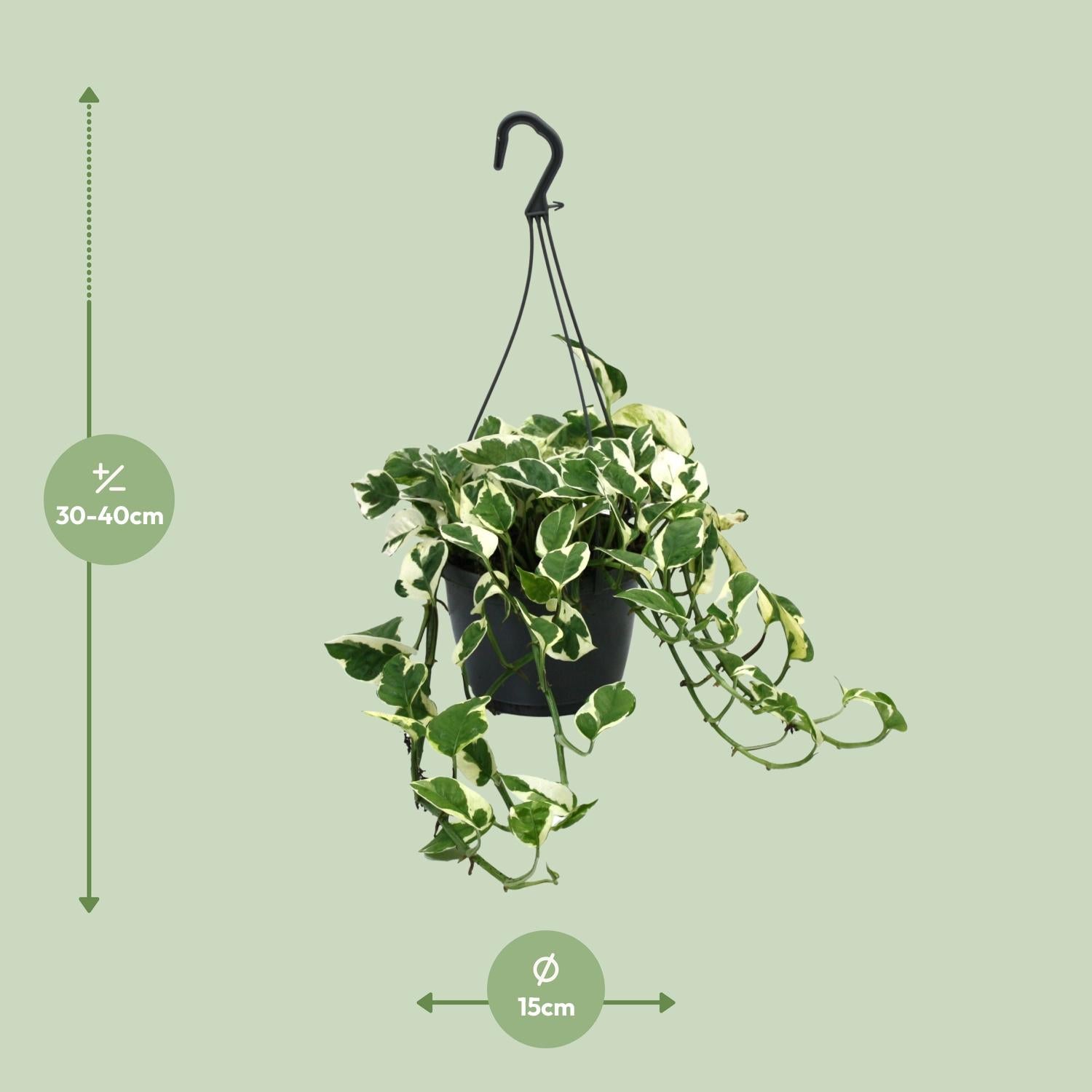 Scindapsus N’Joy 35cm – Ø15cm Topf – Pflanzfix24.de - Pflanzfix24.de