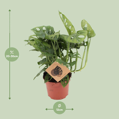 Monstera Monkey Ø12cm – pflegeleichte Zimmerpflanze | Pflanzfix24