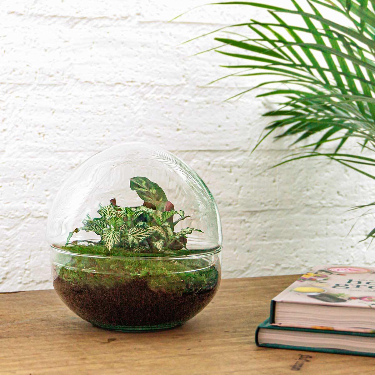 Flaschengarten Dome DIY-Set - Pflanzfix24.de - Pflanzfix24.de