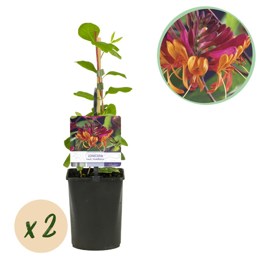 Pflanzfix24.de - Geißblatt - Lonicera heckrottii Goldflame - Blüten Rosa mit Gelb - 2 Pflanzen - Topf 11cm - Pflanzfix24.de