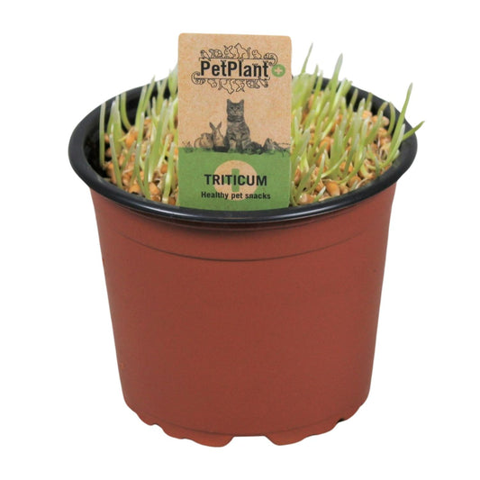 Triticum. Kattegras PetPlant - Ø12cm - Pflanzfix24