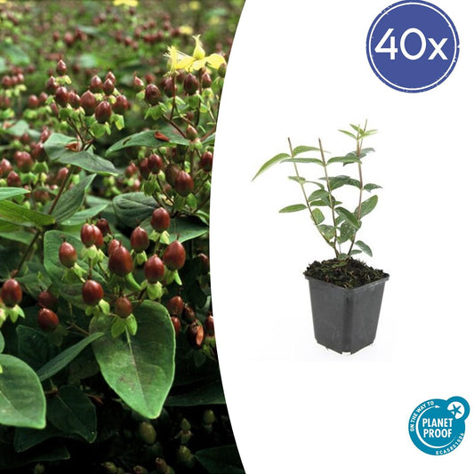 40x Hypericum inodorum 'Rheingold' - Pflanzfix24.de - Pflanzfix24.de