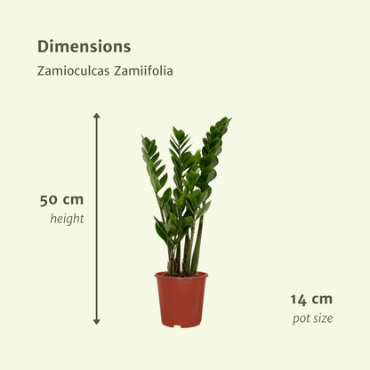 2x Zamioculcas Zamiifolia - Smaragdpalme - 50cm - ø14 bei Pflanzfix24.de - Pflanzfix24.de