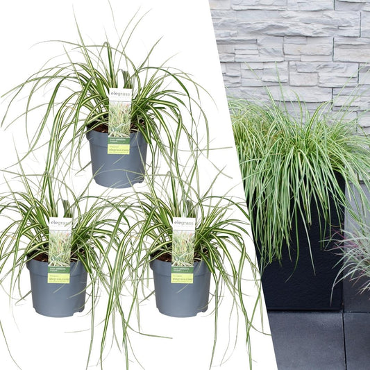 3 x Carex hachijoensis 'Evergold' XL - Ø 14 cm - ↨ 25 cm - Pflanzfix24