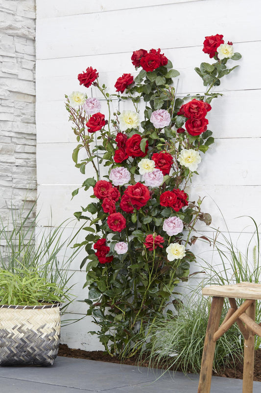 3x - Rosa Crazy in Love 'Pink' - ↨65cm - Ø15 - Pflanzfix24