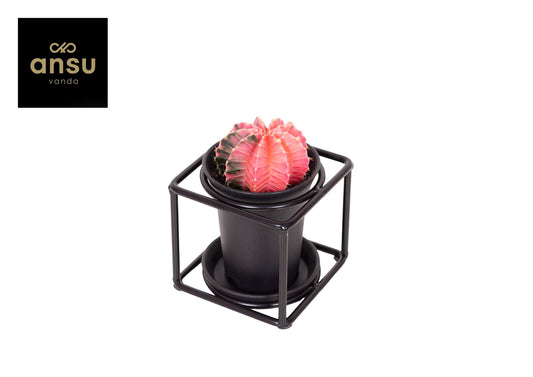 Cactus In Design Frame - Ø10cm - Pflanzfix24.de - Pflanzfix24.de