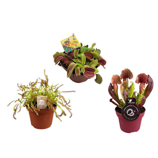 Vleesetende planten mix - 3 stuks - Ø12cm - ↕12/23cm - Pflanzfix24