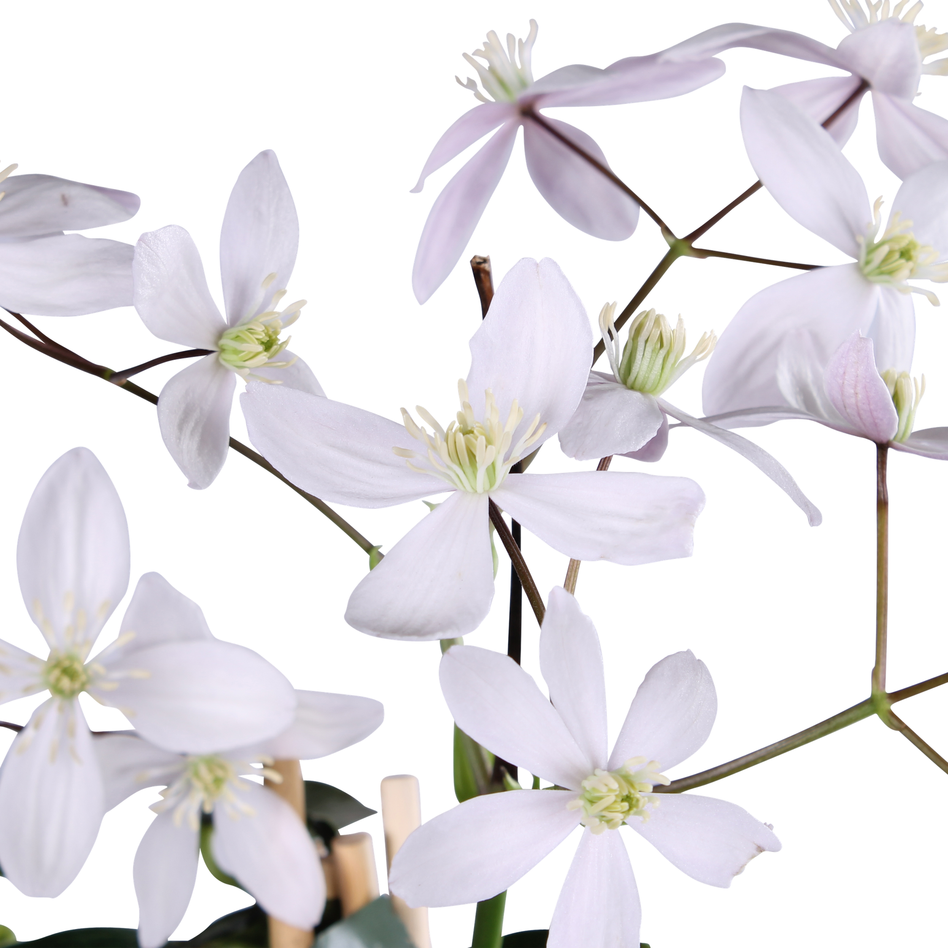 Clematis armandii Apple Blossom - Immergrüne Clematis Hellrosa - Pflanzfix24.de - Pflanzfix24.de