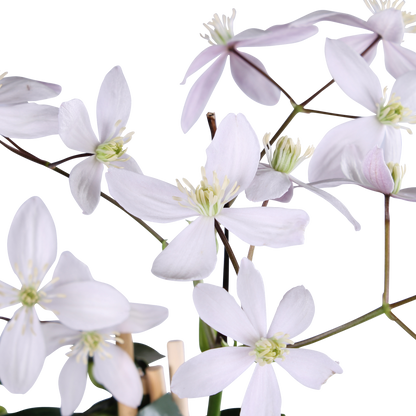Clematis armandii Apple Blossom - Immergrüne Clematis Hellrosa - Pflanzfix24.de - Pflanzfix24.de