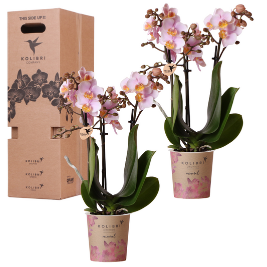 Kolibri Orchids - Überraschungsbox Einfarbig - Pflanzfix24