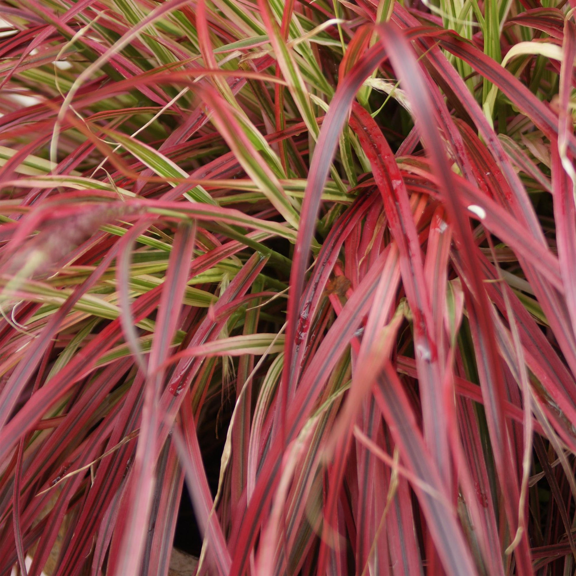 GreenboutiQ - Ziergräser - Uncinia rubra Everflame - Rot - 2 Pflanzen - Immergrün - Wenig Pflege - Topf 17cm Höhe 50cm - Pflanzfix24.de