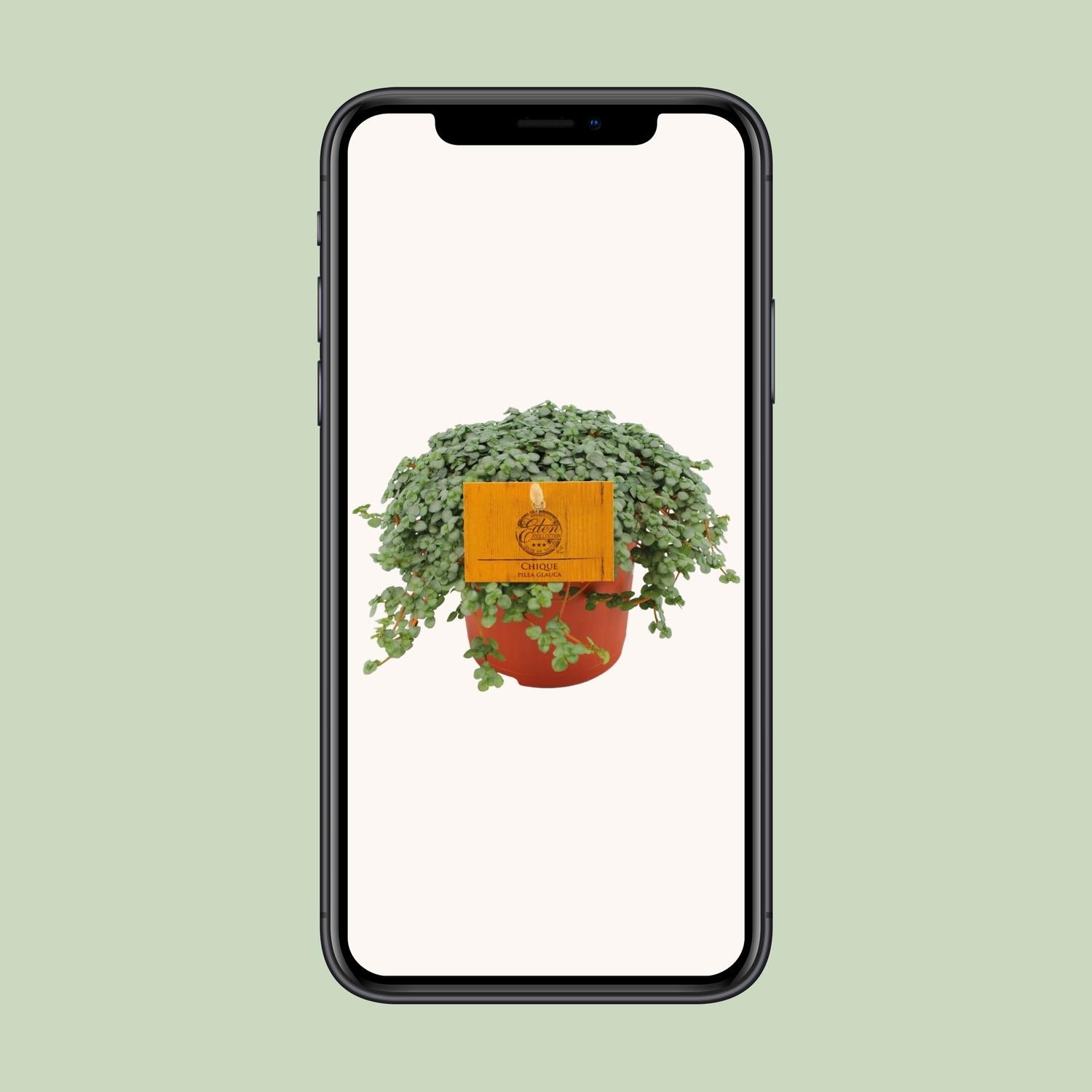 Pilea Glauca Ø11cm – Elegante Zimmerpflanze | Pflanzfix24.de - Pflanzfix24.de
