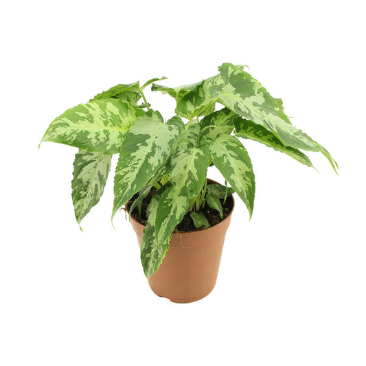 Schismatoglottis Pusilla - Ø15cm - ↕40cm bei Pflanzfix24