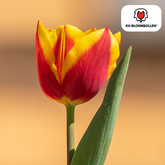 Tulpenbollen Jan Seignette – 20 Stuks | KH Bloembollen® | Rood-Geel Gestreepte Tulp - Pflanzfix24