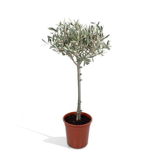 Olivenbaum Olea Europaea auf Stamm Ø19cm 90cm – Pflanzfix24.de - Pflanzfix24.de