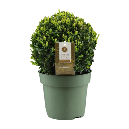 Buxus Semp. Ball Ø25cm P21 - Pflanzfix24