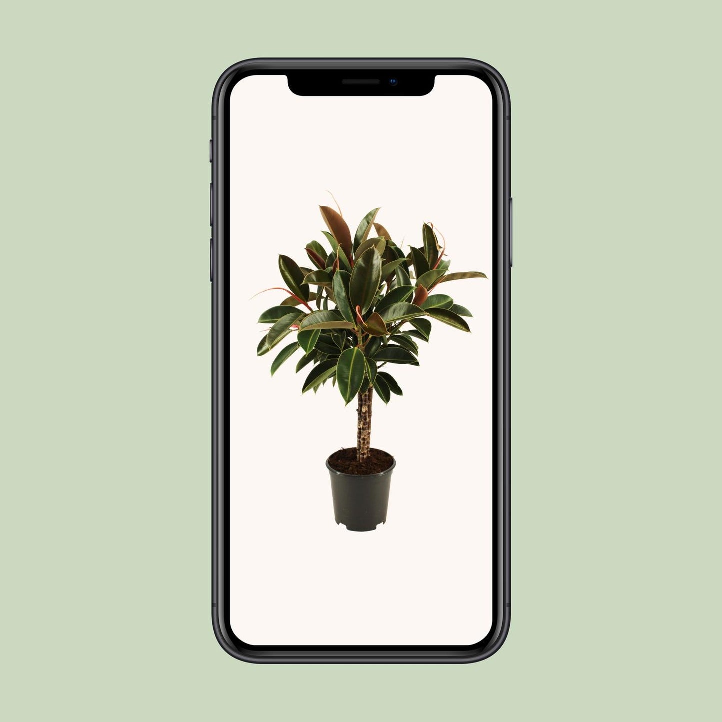 Ficus elastica Melany stam - Ø21cm - ↕90cm - Pflanzfix24