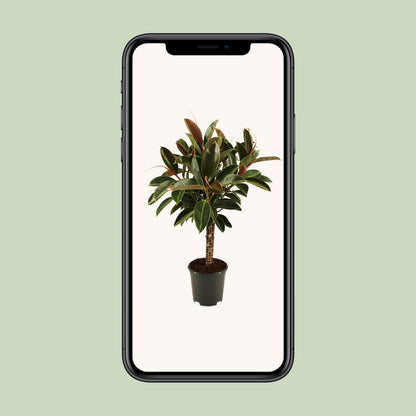 Ficus elastica Melany stam - Ø21cm - ↕90cm - Pflanzfix24