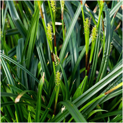 Set von 3 Carex morrowii 'Irish Green' XL - 14 cm Topfgröße - Pflanzfix24