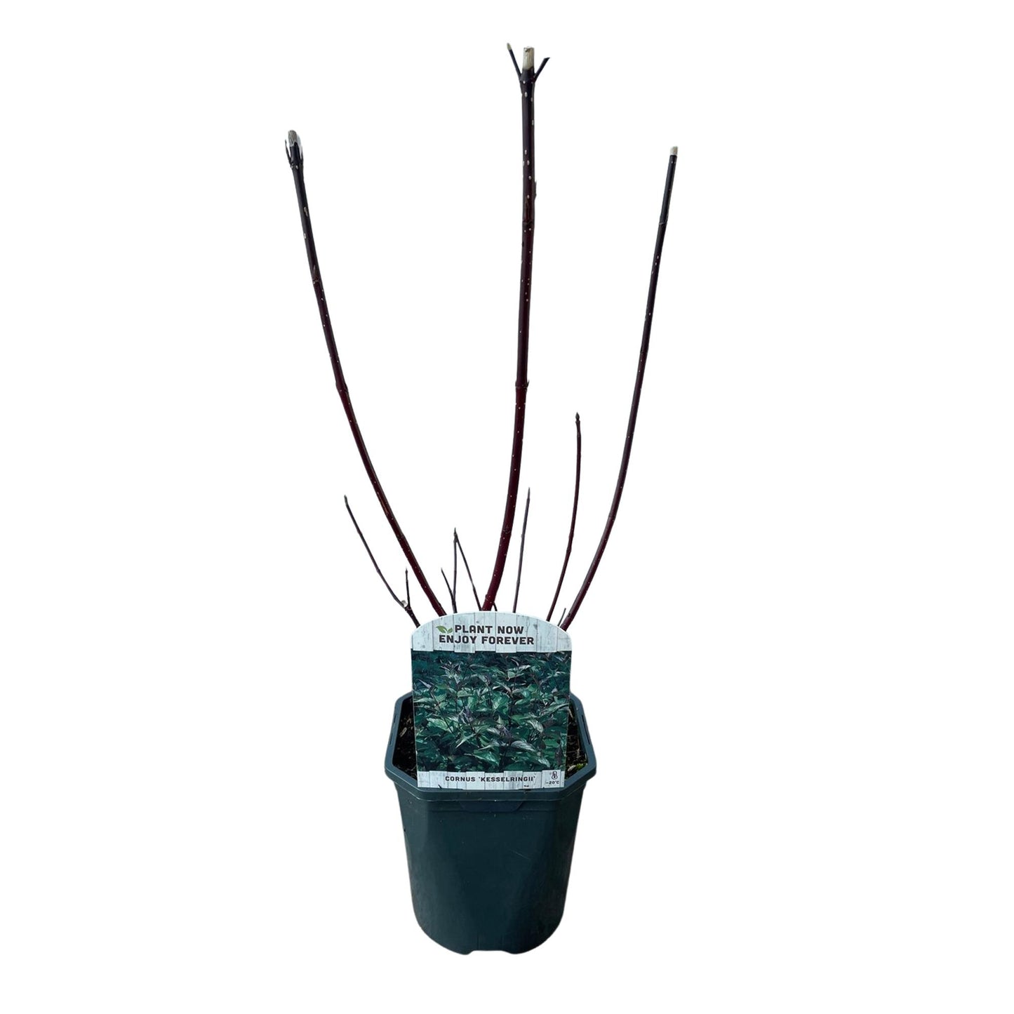 Cornus alba Kesselringii - Violette Zweige - 1 Pflanze - Topf 17cm - Pflanzfix24.de - Pflanzfix24.de