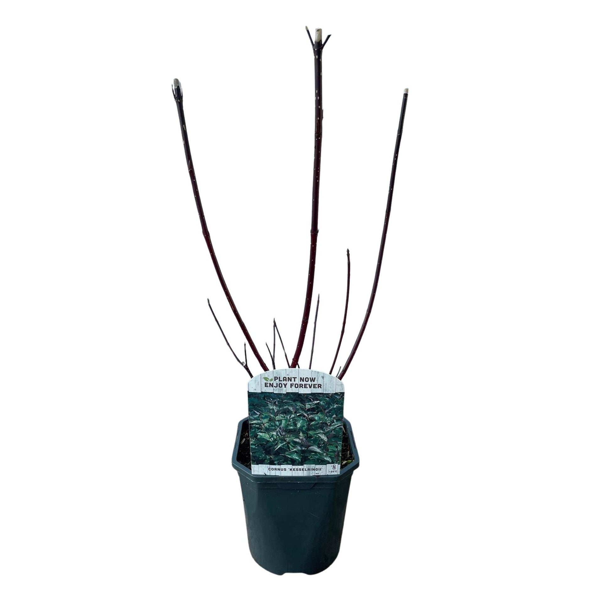 Cornus alba Kesselringii - Violette Zweige - 1 Pflanze - Topf 17cm - Pflanzfix24.de - Pflanzfix24.de
