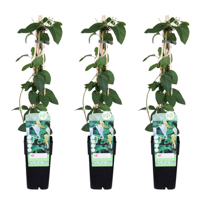 3x Lonicera japonica 'Halliana' - 65cm - Ø15 - Pflanzfix24.de - Pflanzfix24.de
