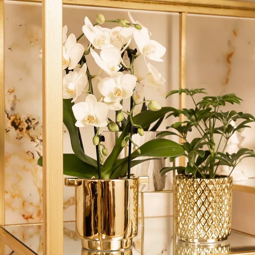 Kolibri Orchideen Phalaenopsis Niagara Fall Weiß Ø9cm – Pflanzfix24.de - Pflanzfix24.de