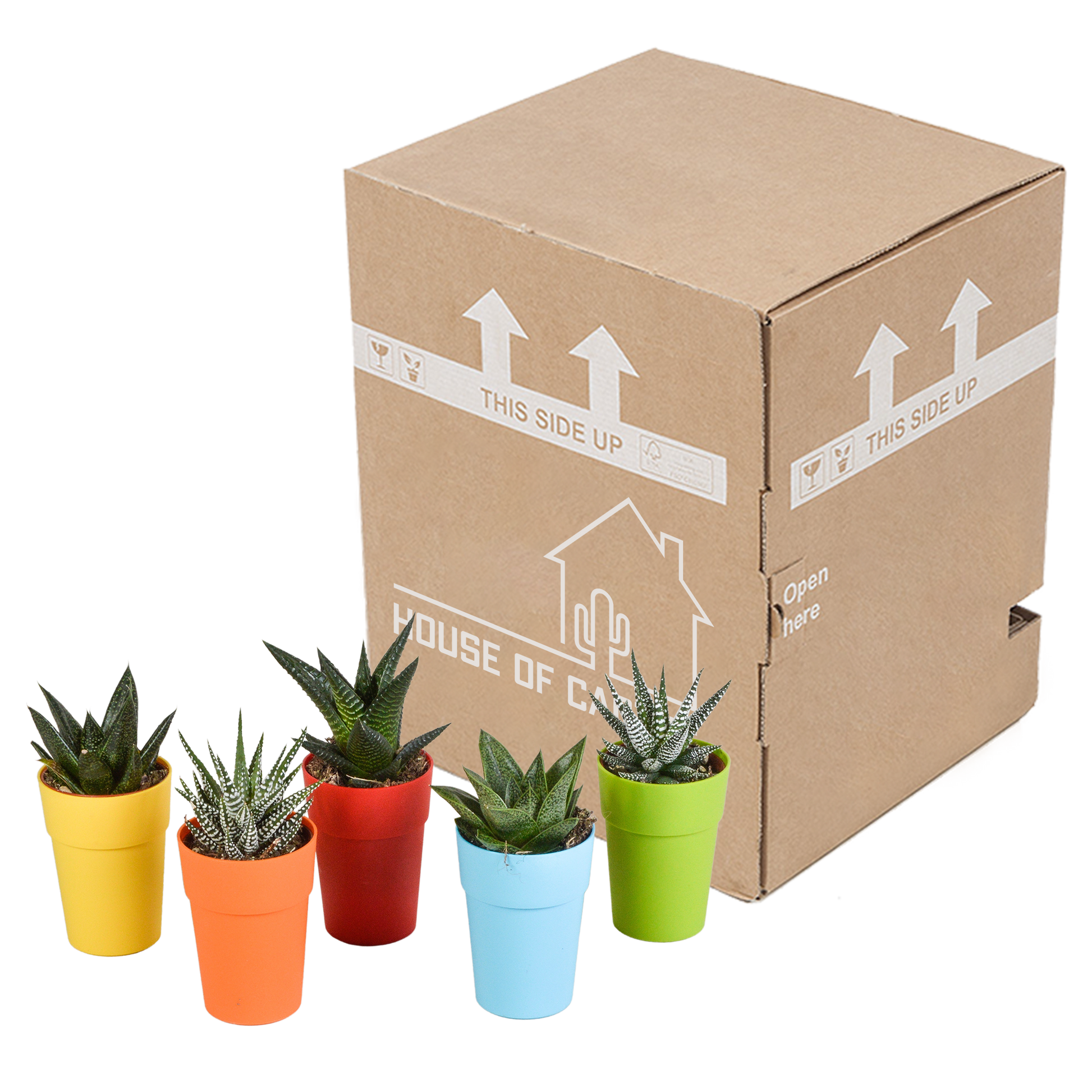 Gasteria/Haworthia-Mischung 5,5cm - 5x - in gekleurde plasticpot - Pflanzfix24.de - Pflanzfix24.de