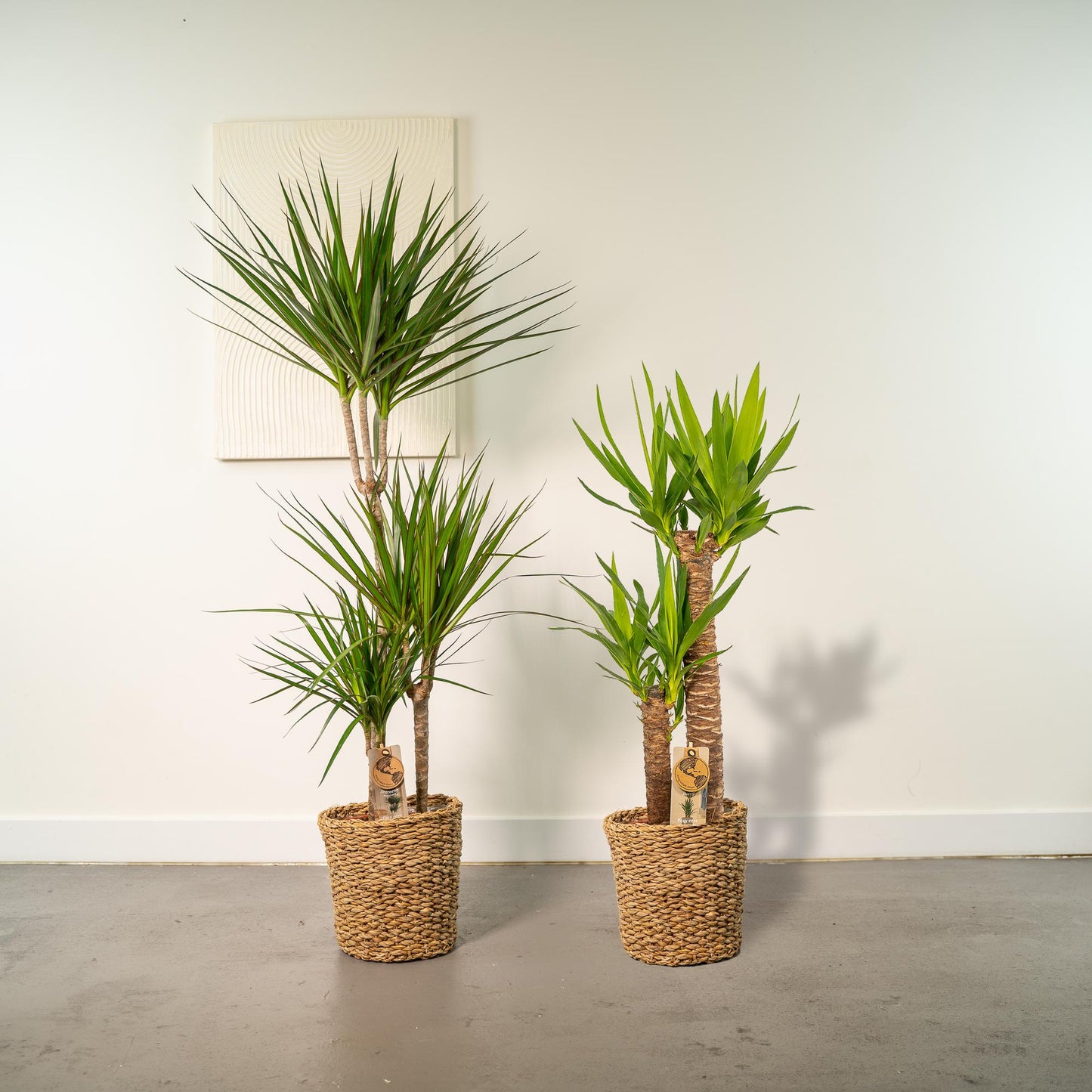 Dracaena & Yucca Zimmerpflanzen Set - Pflanzfix24