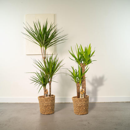 Dracaena & Yucca Zimmerpflanzen Set - Pflanzfix24