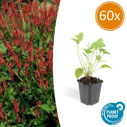 60x Persicaria amplexicaulis - ↕10-25cm - Ø9cm bei Pflanzfix24.de - Pflanzfix24.de